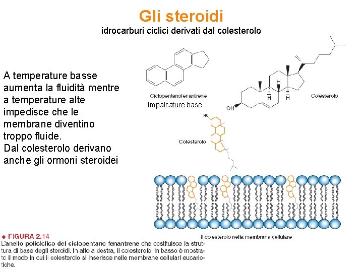 Gli steroidi idrocarburi ciclici derivati dal colesterolo A temperature basse aumenta la fluidità mentre