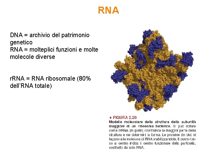 RNA DNA = archivio del patrimonio genetico RNA = molteplici funzioni e molte molecole