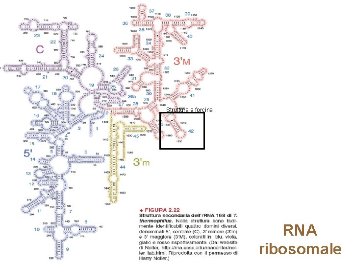 Struttura a forcina RNA ribosomale 