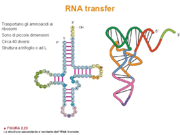 RNA transfer Trasportano gli aminoacidi ai ribosomi Sono di piccole dimensioni Circa 40 diversi