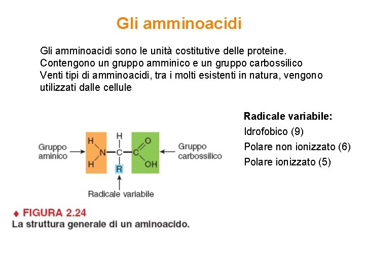 Gli amminoacidi sono le unità costitutive delle proteine. Contengono un gruppo amminico e un