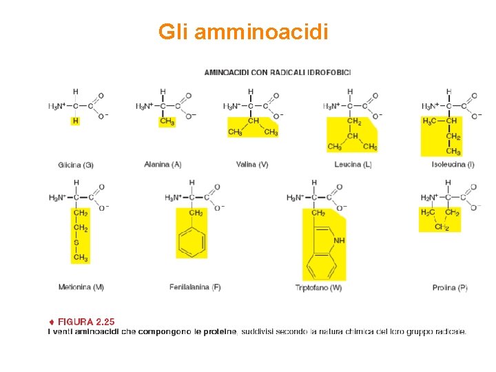 Gli amminoacidi 