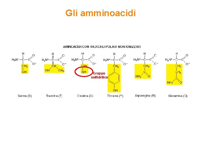 Gli amminoacidi Gruppo solfidrilico 