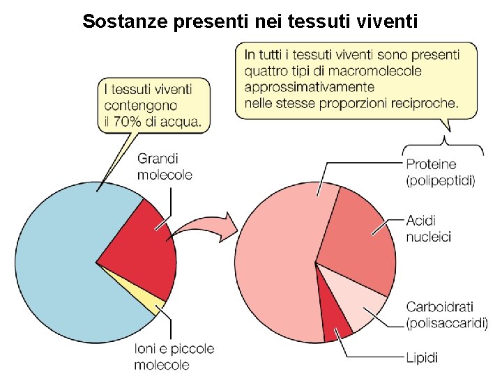 Sostanze presenti nei tessuti viventi 