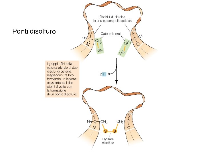 Ponti disolfuro 