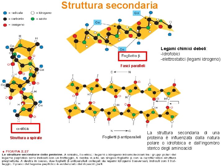 Struttura secondaria Legami chimici deboli: -Idrofobici -elettrostatici (legami idrogeno) Fasci paralleli Struttura a spirale