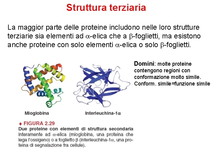 Struttura terziaria La maggior parte delle proteine includono nelle loro strutture terziarie sia elementi