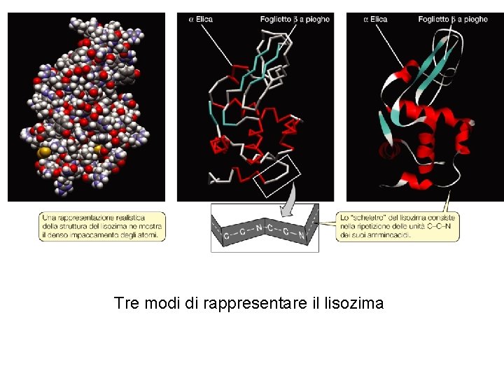 Tre modi di rappresentare il lisozima 