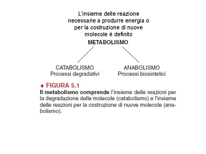 L’insieme delle reazione necessarie a produrre energia o per la costruzione di nuove molecole