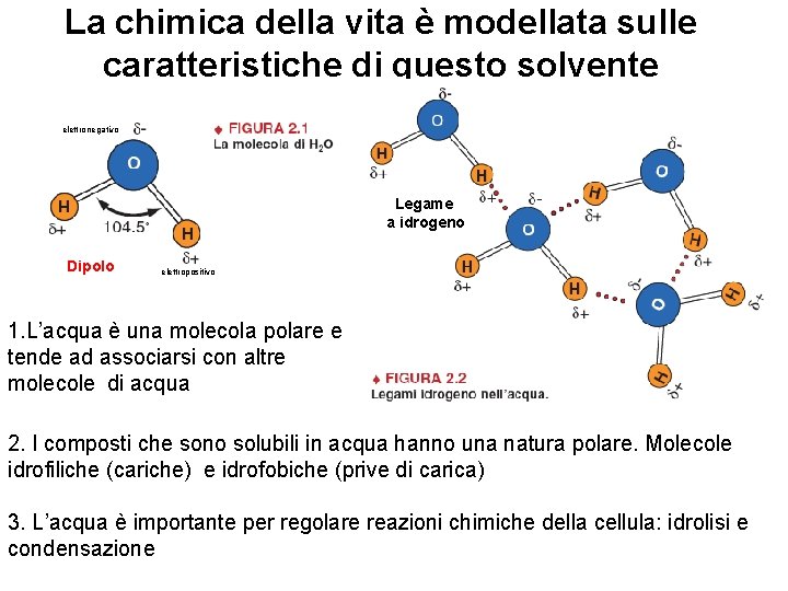 La chimica della vita è modellata sulle caratteristiche di questo solvente elettronegativo Legame a