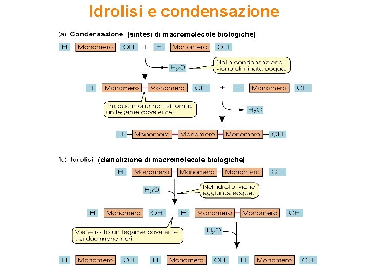 Idrolisi e condensazione (sintesi di macromolecole biologiche) (demolizione di macromolecole biologiche) 