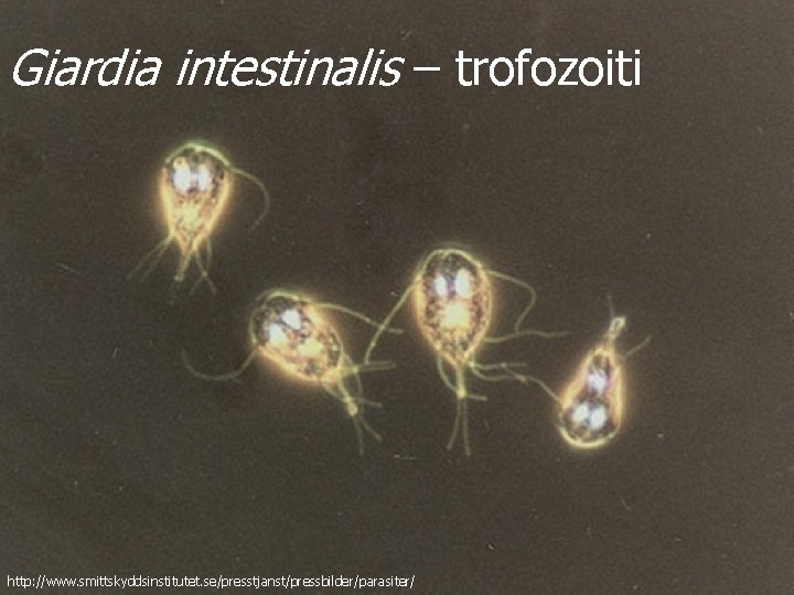 Giardia intestinalis – trofozoiti http: //www. smittskyddsinstitutet. se/presstjanst/pressbilder/parasiter/ 