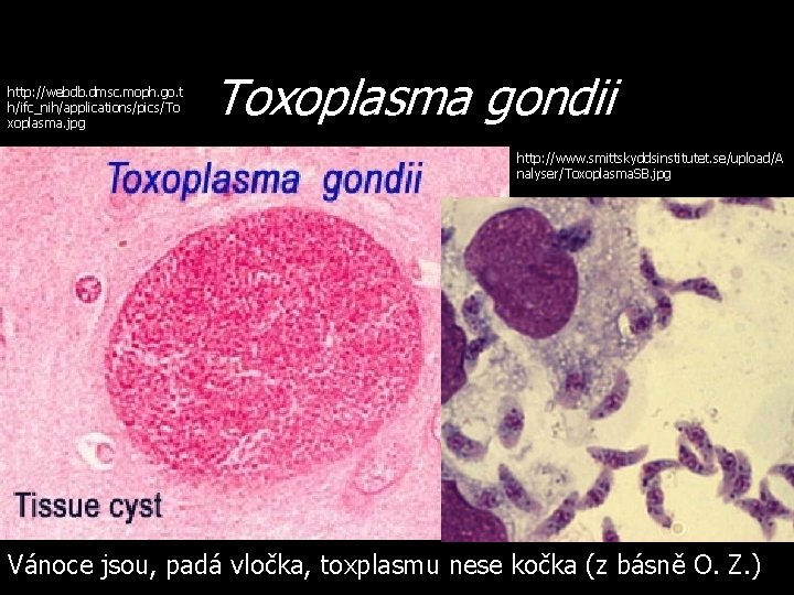 http: //webdb. dmsc. moph. go. t h/ifc_nih/applications/pics/To xoplasma. jpg Toxoplasma gondii http: //www. smittskyddsinstitutet.