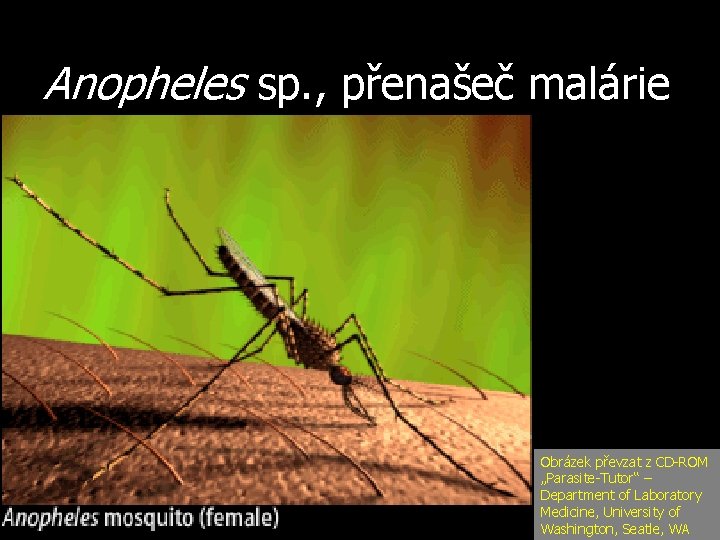 Anopheles sp. , přenašeč malárie Obrázek převzat z CD-ROM „Parasite-Tutor“ – Department of Laboratory