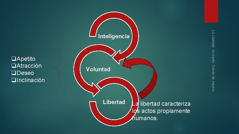 La Libertad en Santo Tomás de Aquino Inteligencia q. Apetito q. Atracción q. Deseo