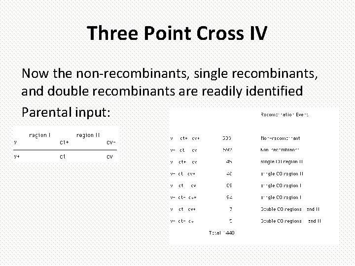 Three Point Cross IV Now the non-recombinants, single recombinants, and double recombinants are readily