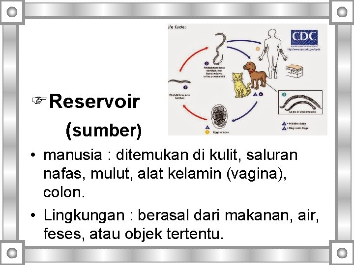 FReservoir (sumber) • manusia : ditemukan di kulit, saluran nafas, mulut, alat kelamin (vagina),