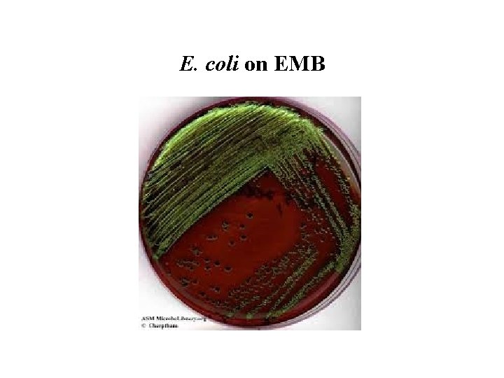 E. coli on EMB E. coli on EMB
