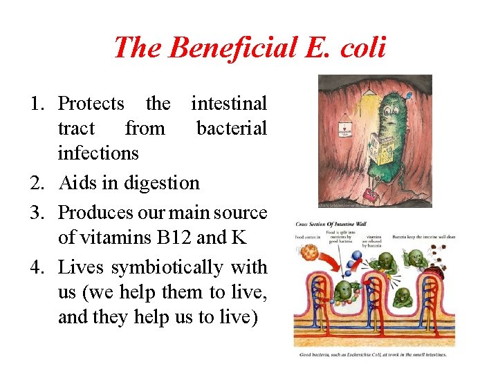 The Beneficial E. coli 1. Protects the intestinal tract from bacterial infections 2. Aids The Beneficial E. coli 1. Protects the intestinal tract from bacterial infections 2. Aids