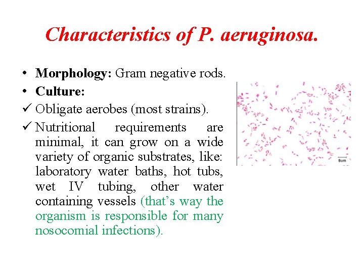 Characteristics of P. aeruginosa. • Morphology: Gram negative rods. • Culture: ü Obligate aerobes Characteristics of P. aeruginosa. • Morphology: Gram negative rods. • Culture: ü Obligate aerobes