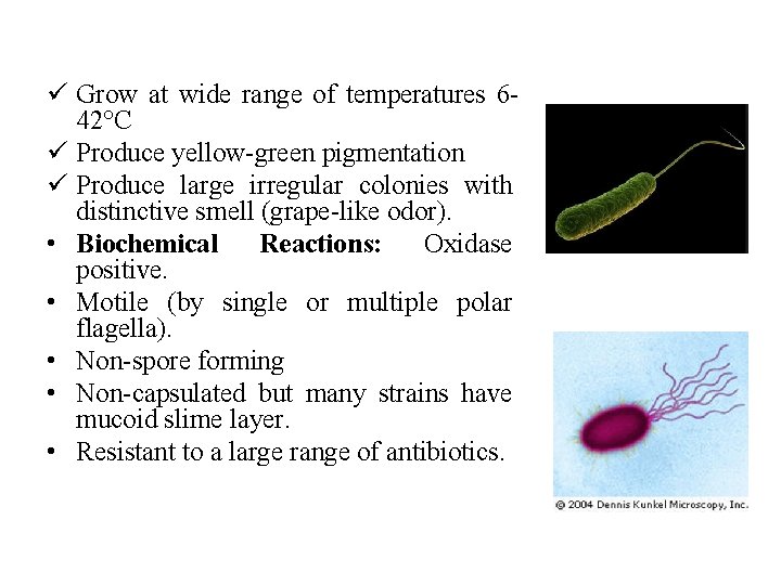 ü Grow at wide range of temperatures 642°C ü Produce yellow-green pigmentation ü Produce ü Grow at wide range of temperatures 642°C ü Produce yellow-green pigmentation ü Produce