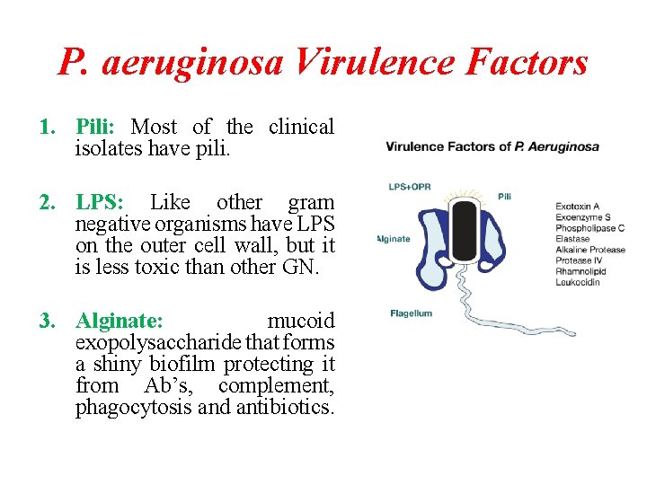 P. aeruginosa Virulence Factors 1. Pili: Most of the clinical isolates have pili. 2. P. aeruginosa Virulence Factors 1. Pili: Most of the clinical isolates have pili. 2.