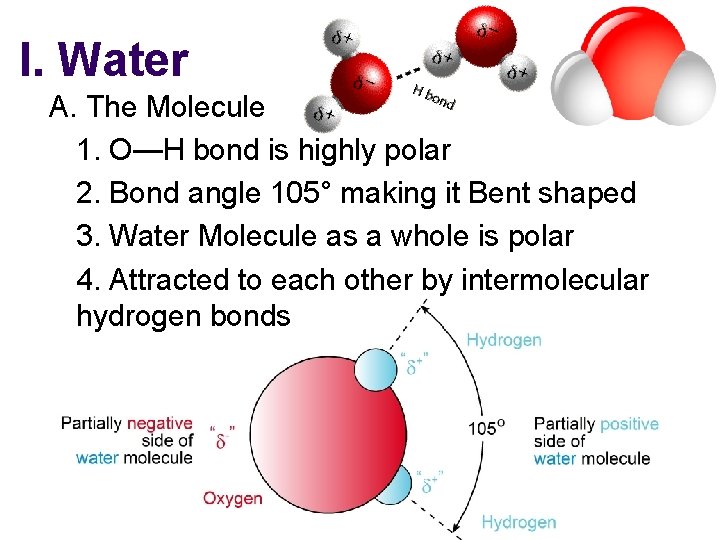 I. Water A. The Molecule 1. O—H bond is highly polar 2. Bond angle