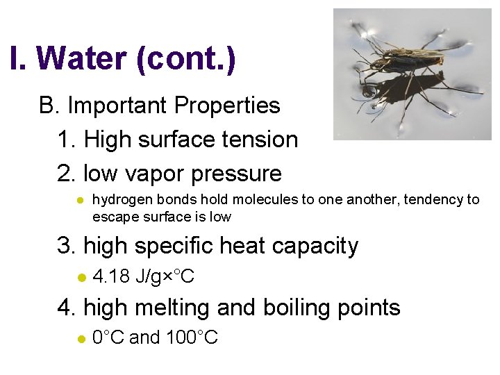 I. Water (cont. ) B. Important Properties 1. High surface tension 2. low vapor