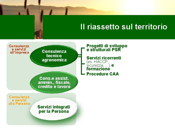 Il riassetto sul territorio Consulenza e servizi all’Impresa Consulenza tecnico agronomica Cons. e assist.