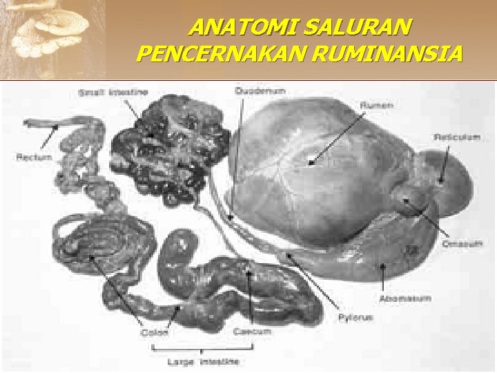 ANATOMI SALURAN PENCERNAKAN RUMINANSIA 