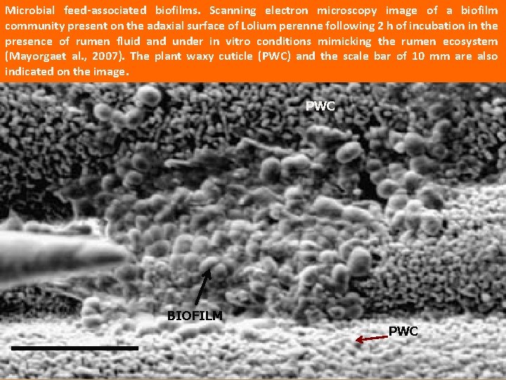Microbial feed-associated biofilms. Scanning electron microscopy image of a biofilm community present on the