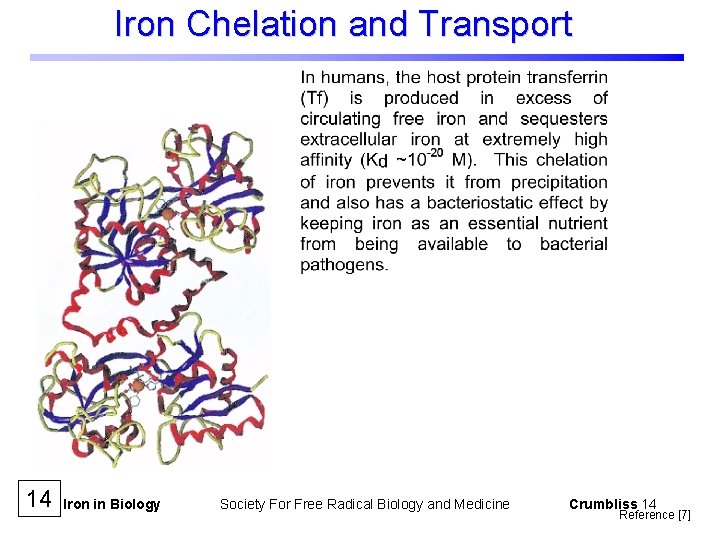 Iron Chelation and Transport 14 Iron in Biology Society For Free Radical Biology and