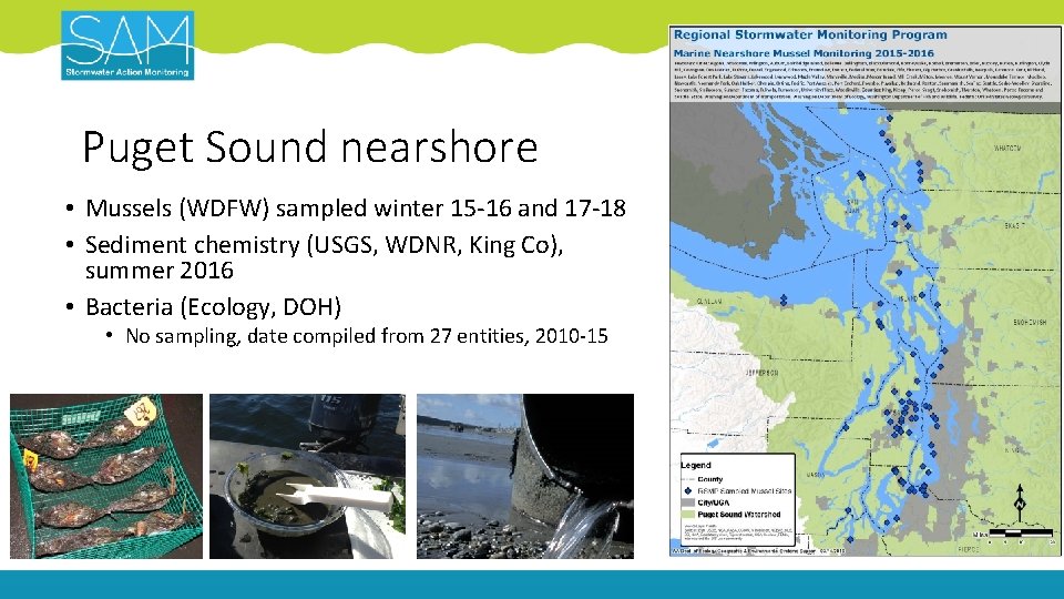 Puget Sound nearshore • Mussels (WDFW) sampled winter 15 -16 and 17 -18 •