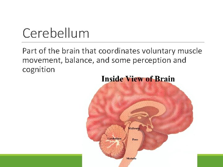 Cerebellum Part of the brain that coordinates voluntary muscle movement, balance, and some perception