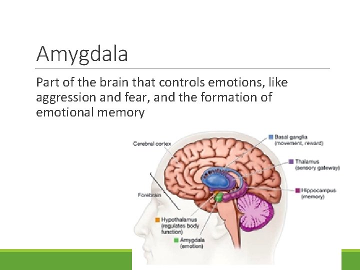 Amygdala Part of the brain that controls emotions, like aggression and fear, and the