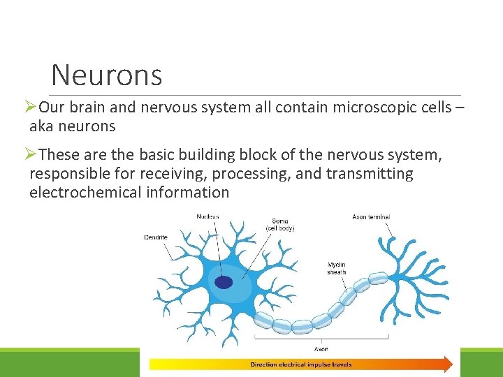 Neurons ØOur brain and nervous system all contain microscopic cells – aka neurons ØThese