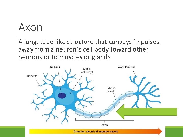 Axon A long, tube-like structure that conveys impulses away from a neuron’s cell body