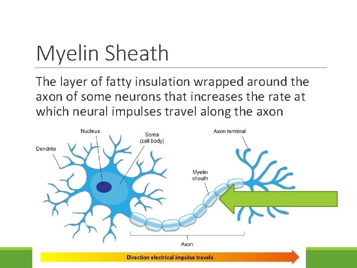 Myelin Sheath The layer of fatty insulation wrapped around the axon of some neurons