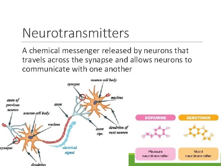 Neurotransmitters A chemical messenger released by neurons that travels across the synapse and allows