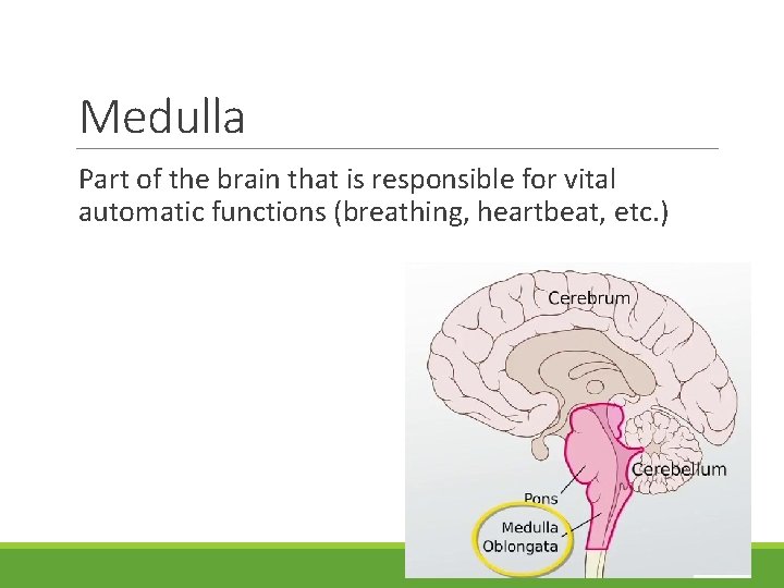 Medulla Part of the brain that is responsible for vital automatic functions (breathing, heartbeat,