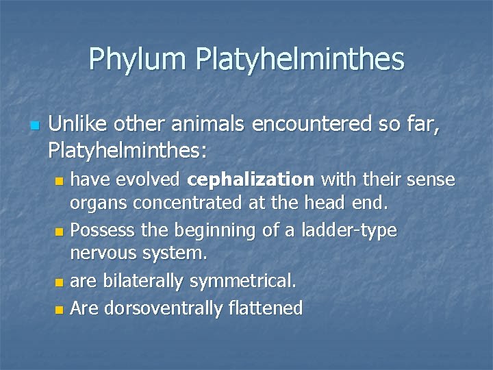 Phylum Platyhelminthes n Unlike other animals encountered so far, Platyhelminthes: have evolved cephalization with