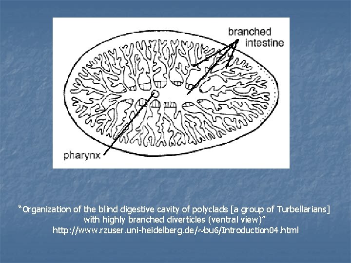 “Organization of the blind digestive cavity of polyclads [a group of Turbellarians] with highly