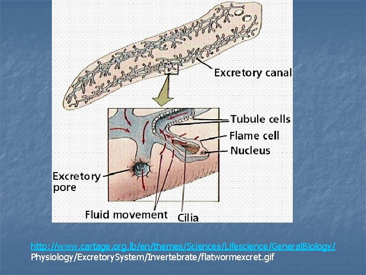 http: //www. cartage. org. lb/en/themes/Sciences/Lifescience/General. Biology/ Physiology/Excretory. System/Invertebrate/flatwormexcret. gif 