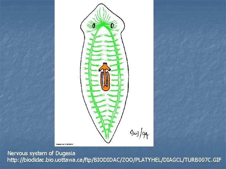 Nervous system of Dugesia http: //biodidac. bio. uottawa. ca/ftp/BIODIDAC/ZOO/PLATYHEL/DIAGCL/TURB 007 C. GIF 