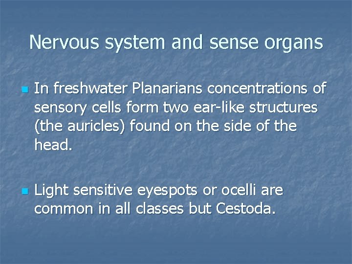 Nervous system and sense organs n n In freshwater Planarians concentrations of sensory cells
