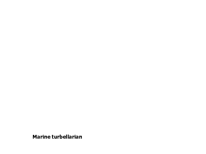 8. 2 Marine turbellarian 