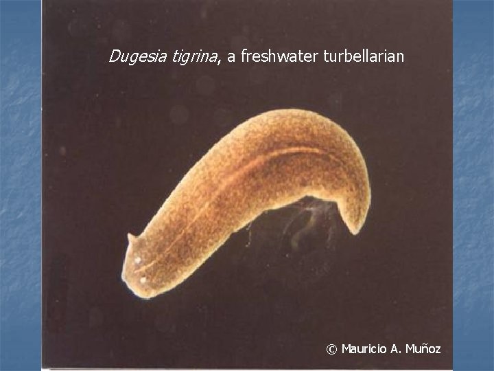 Dugesia tigrina, a freshwater turbellarian © Mauricio A. Muñoz 
