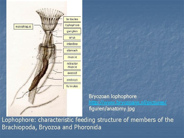 Bryozoan lophophore http: //www. bryozoans. nl/pictures/ figuren/anatomy. jpg Lophophore: characteristic feeding structure of members