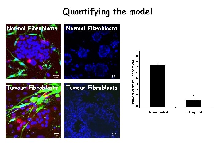 Quantifying the model Normal Fibroblasts 10 Tumour Fibroblasts number of structures per field 9