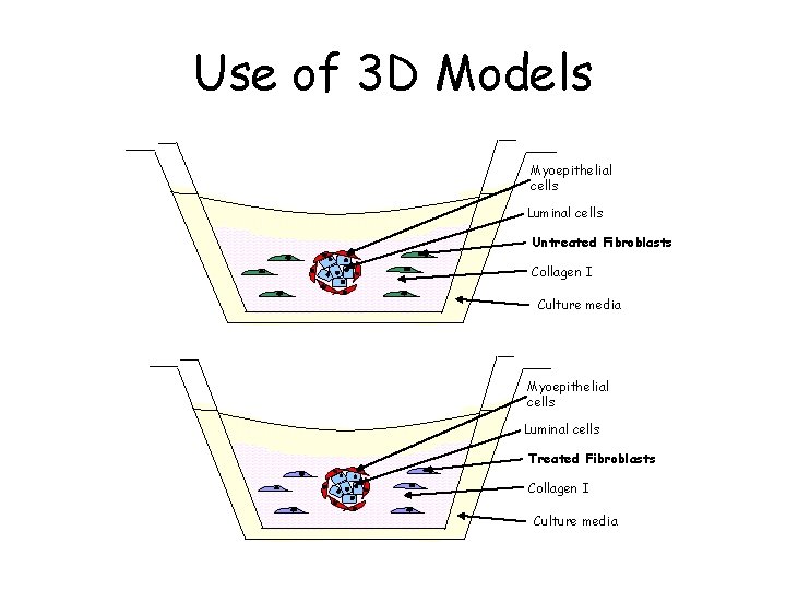 Use of 3 D Models Myoepithelial cells Luminal cells Untreated Fibroblasts Collagen I Culture